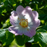 image: Image from the photoset ‘
flower (xxv)
’.