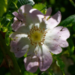 image: Image from the photoset ‘
flower (xxv)
’.