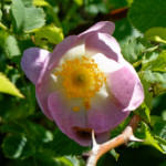 image: Image from the photoset ‘
flower (xxv)
’.