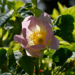 image: Image from the photoset ‘
flower (xxv)
’.