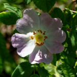 image: Image from the photoset ‘
flower (xxv)
’.