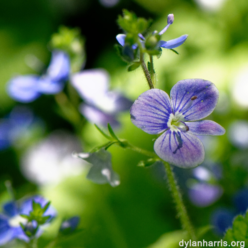 image: This is ‘
flower (xxvi) 1
’.