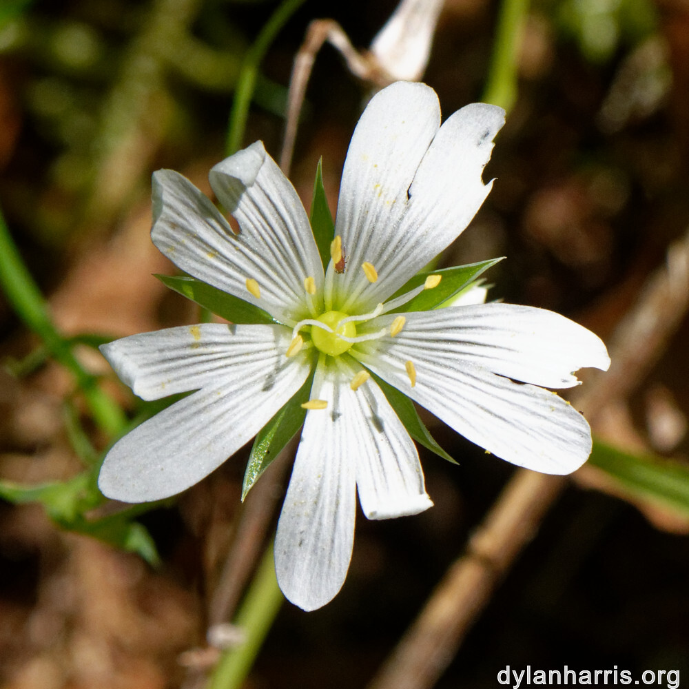 image: This is ‘
flower (xxvi) 2
’.