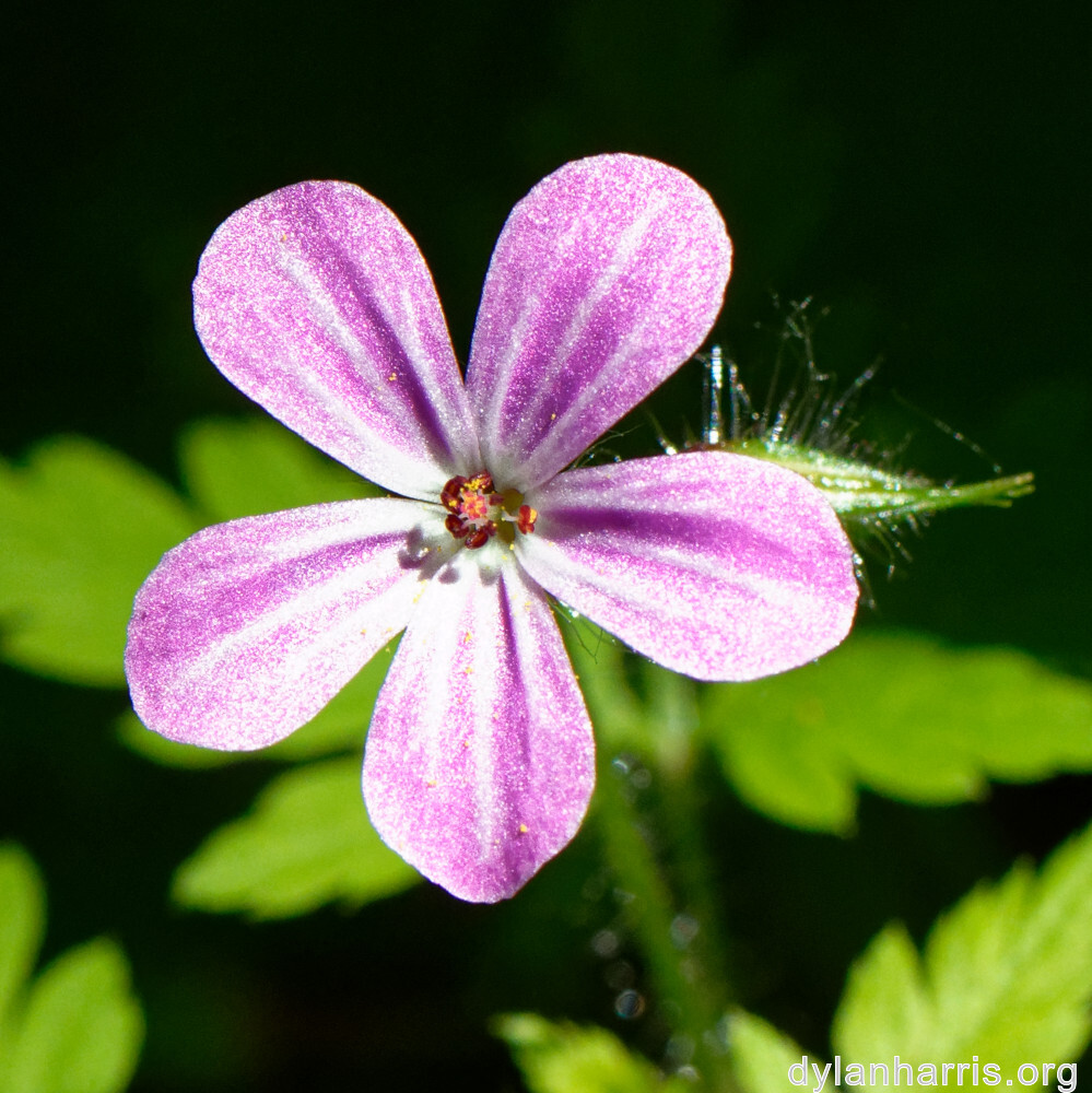 image: This is ‘
flower (xxvi) 3
’.