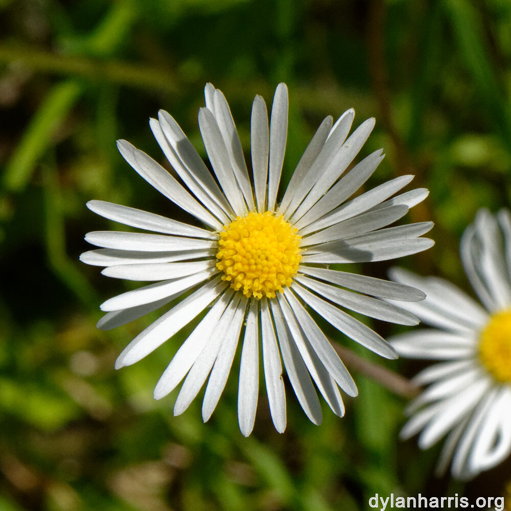 image: This is ‘
flower (xxvi) 
’.