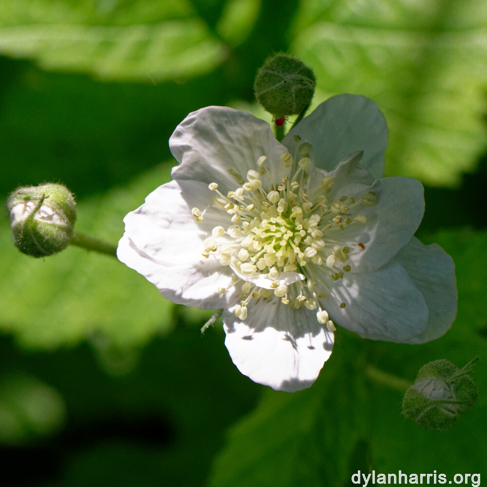 image: This is ‘
flower (xxvi) 5
’.