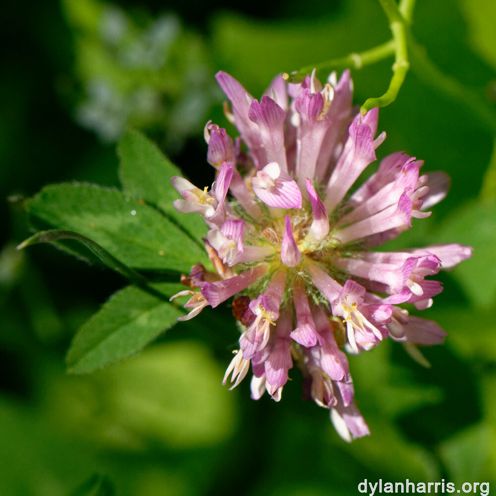 image: This is ‘
flower (xxvi) 6
’.