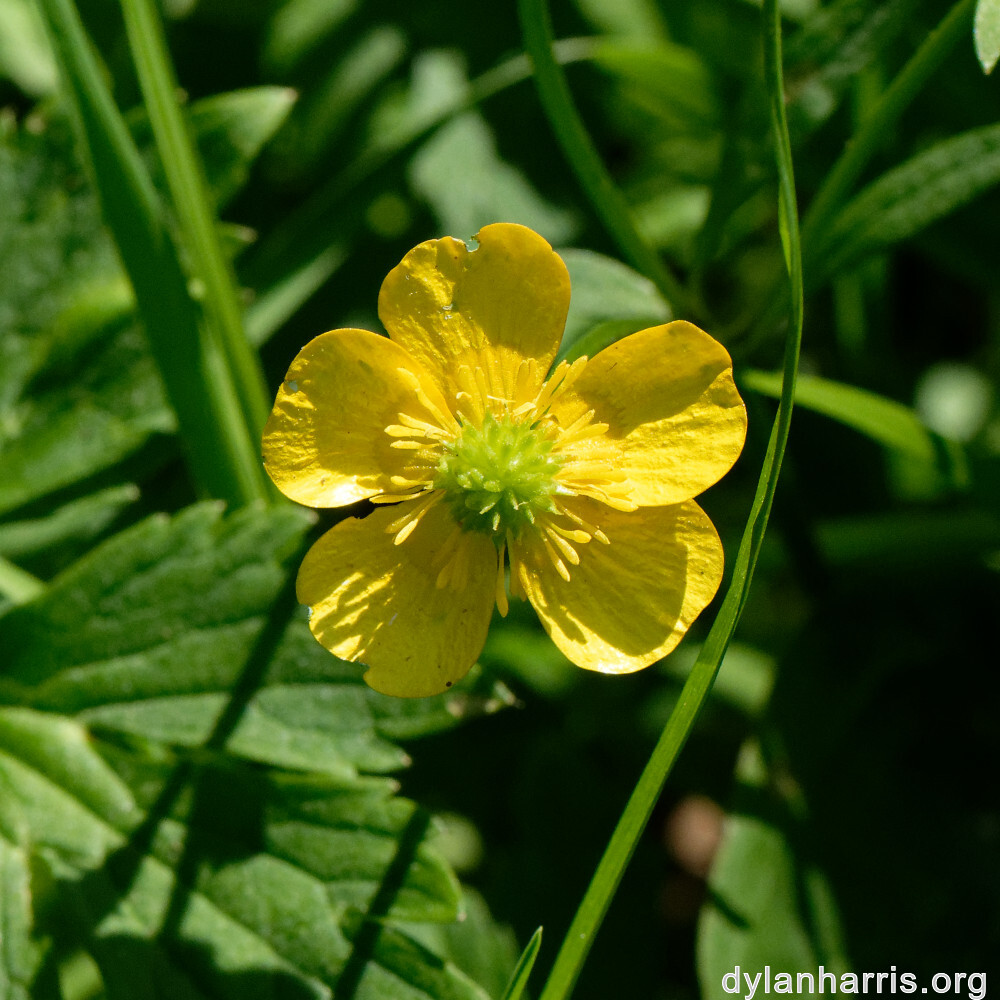 image: This is ‘
flower (xxvi) 7
’.