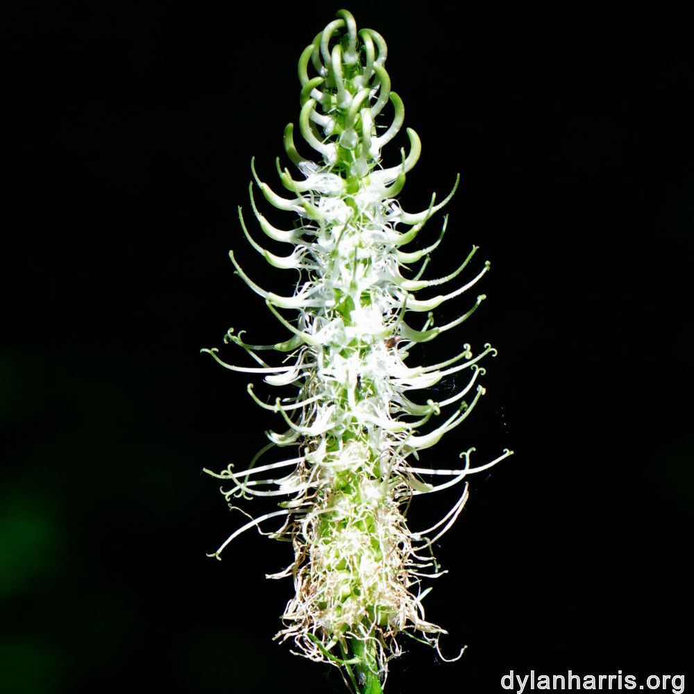 image: This is ‘
flower (xxvi) 8
’.