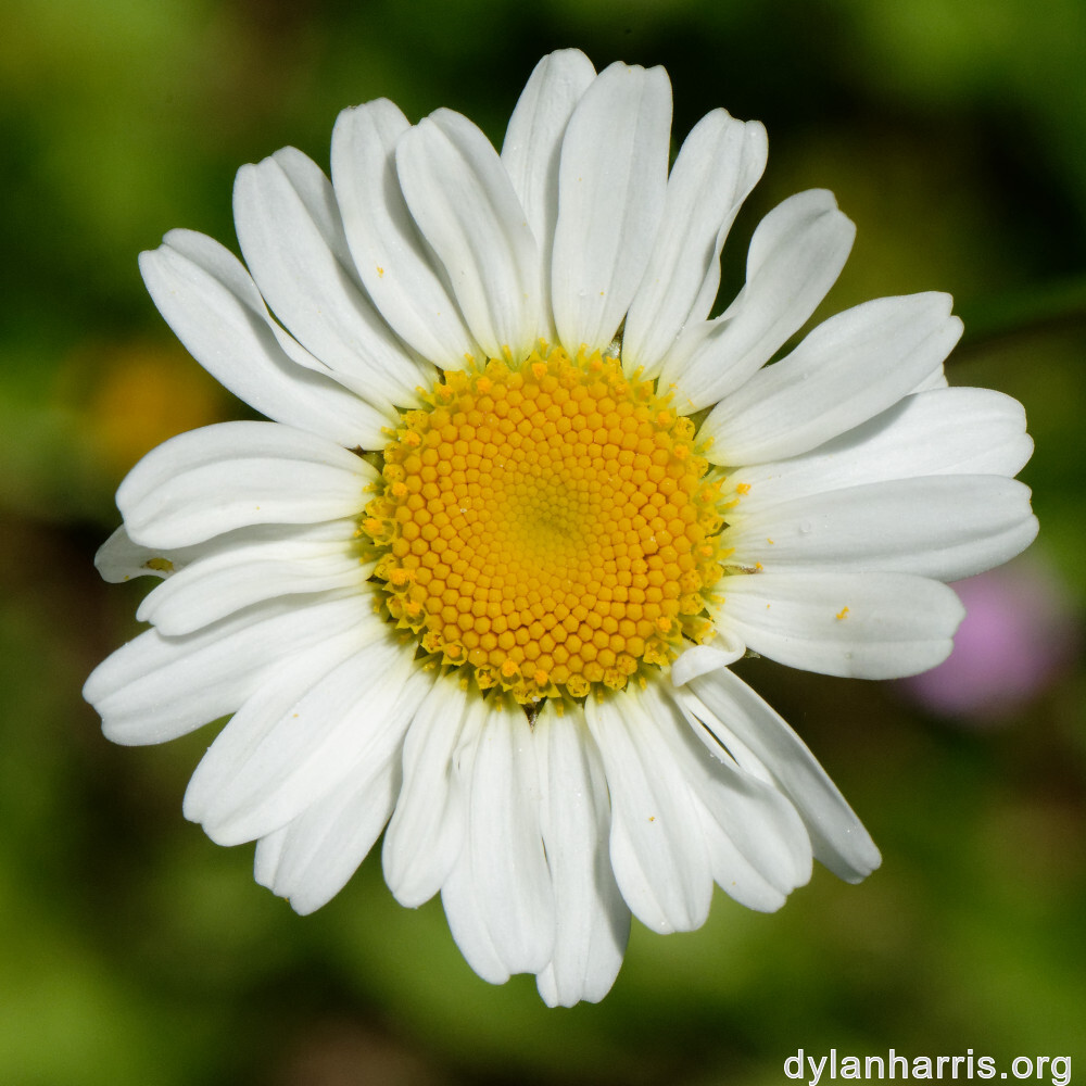 image: This is ‘
flower (xxvi) 9
’.