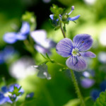 image: Image from the photoset ‘
flower (xxvi)
’.