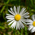 image: Image from the photoset ‘
flower (xxvi)
’.