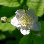 image: Image from the photoset ‘
flower (xxvi)
’.