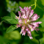 image: Image from the photoset ‘
flower (xxvi)
’.