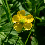 image: Image from the photoset ‘
flower (xxvi)
’.