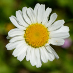 image: Image from the photoset ‘
flower (xxvi)
’.