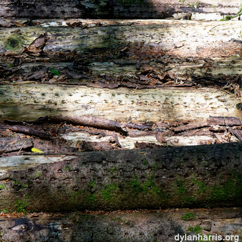 image: This is ‘
kayl 5
’.