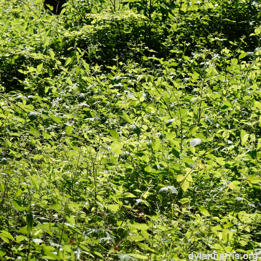 image: This is ‘
kayl 7
’.