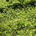 image: Image from the photoset ‘
kayl (ii)
’.