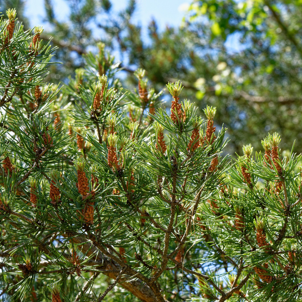 image: This is ‘
kayl 3
’.