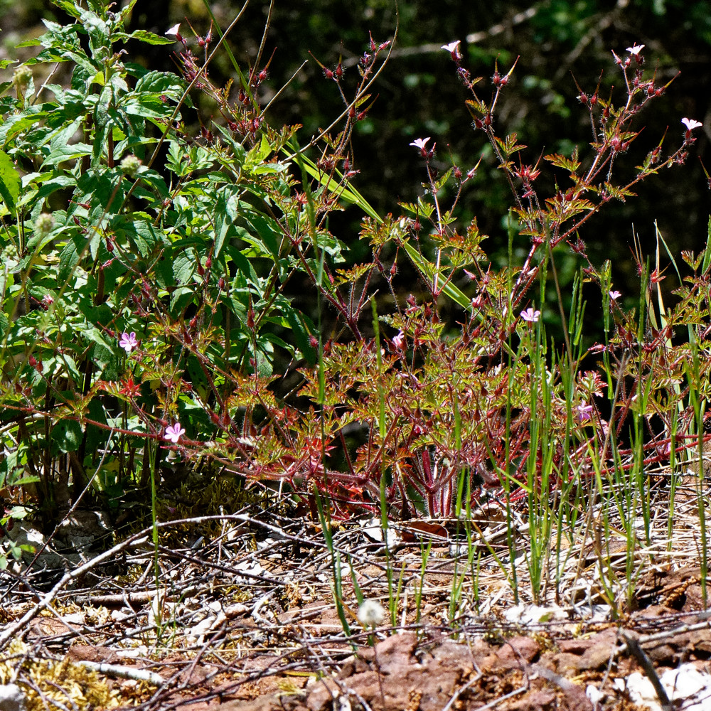 image: This is ‘
kayl 4
’.