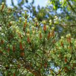 image: Image from the photoset ‘
kayl (iii)
’.