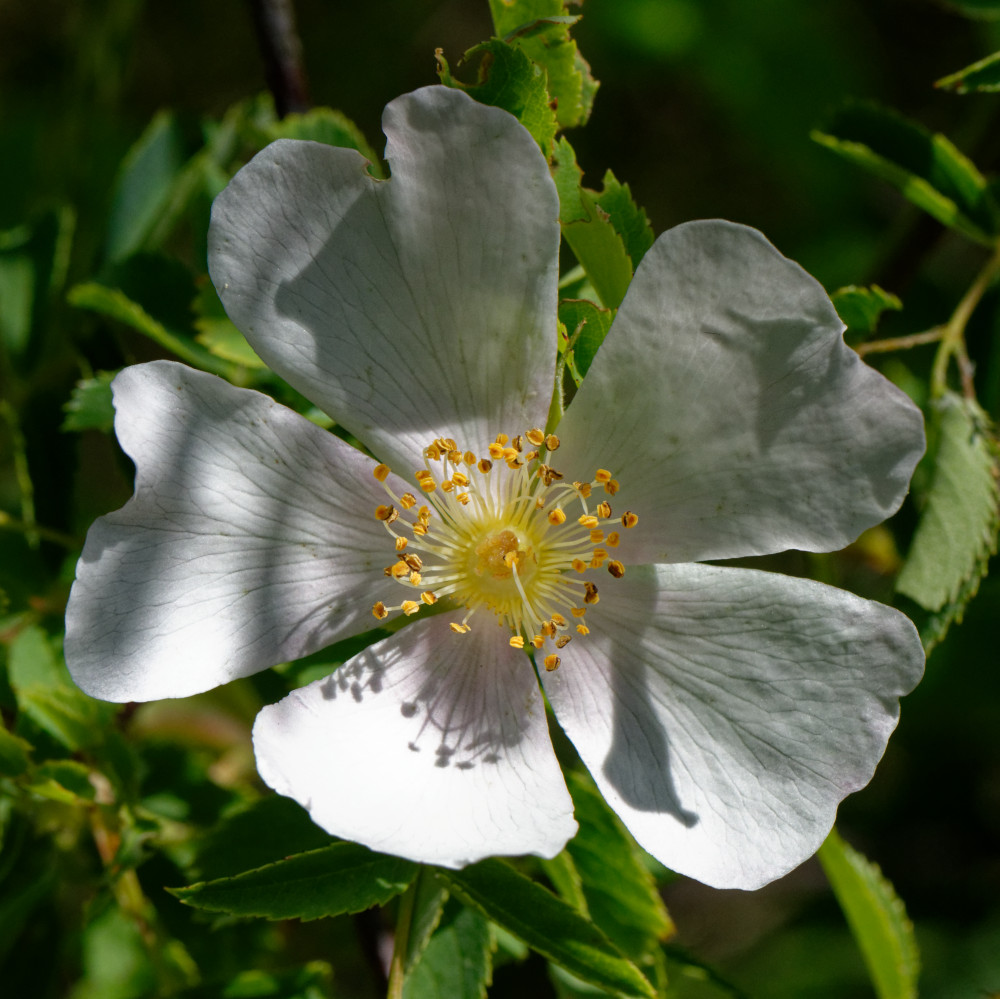 image: This is ‘
flower (xxvii) 1
’.