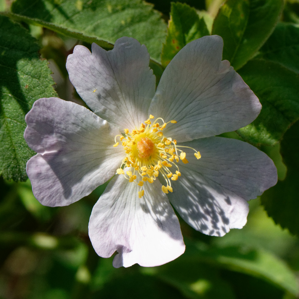 image: This is ‘
flower (xxvii) 2
’.