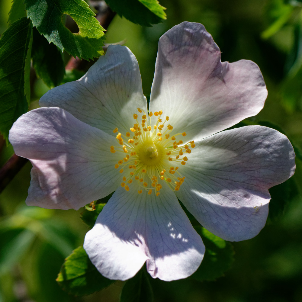 image: This is ‘
flower (xxvii) 5
’.