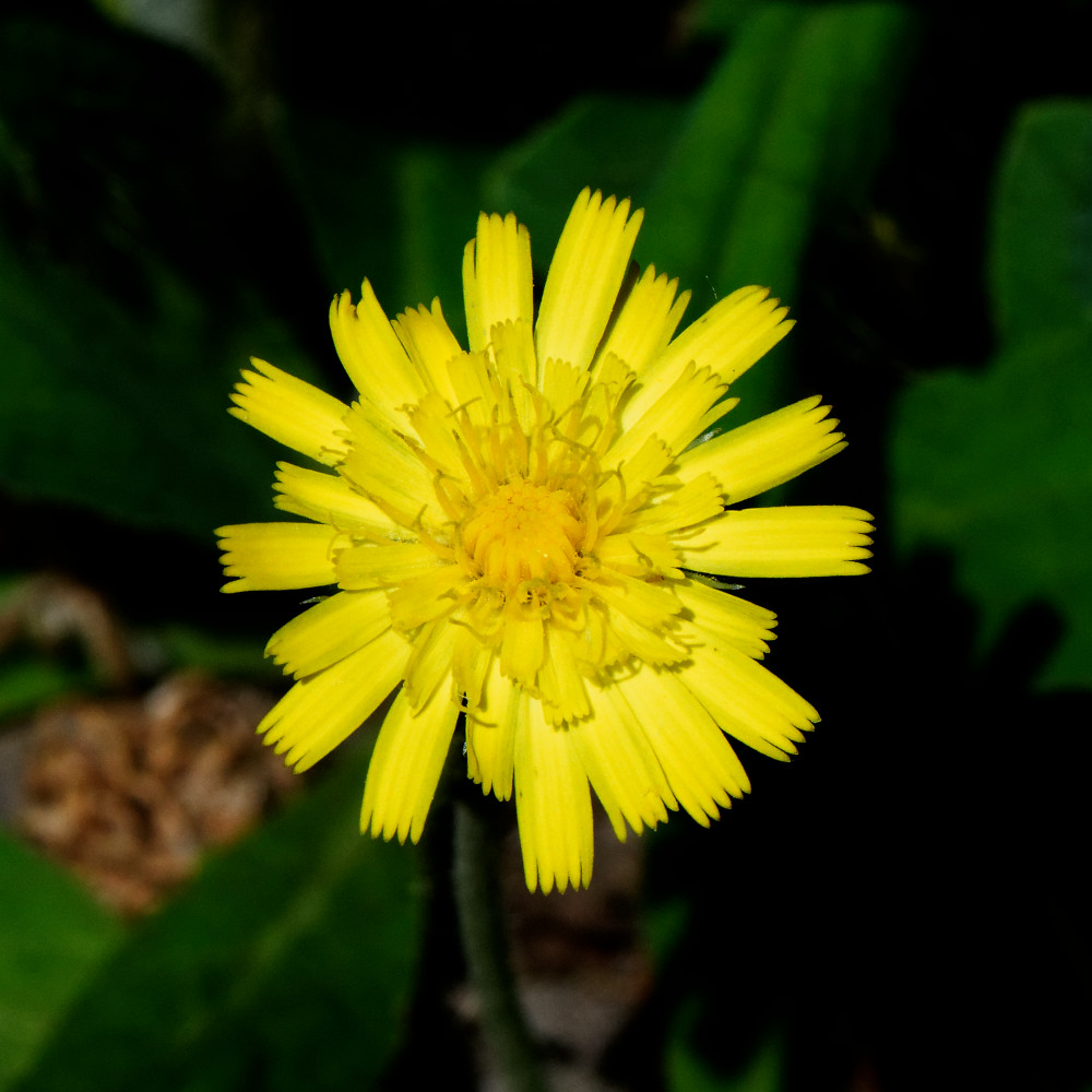 image: This is ‘
flower (xxvii) 6
’.