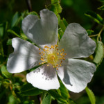 image: Image from the photoset ‘
flower (xxvii)
’.