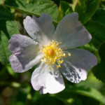 image: Image from the photoset ‘
flower (xxvii)
’.