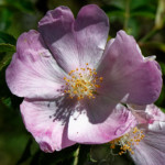 image: Image from the photoset ‘
flower (xxvii)
’.