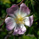 image: Image from the photoset ‘
flower (xxvii)
’.