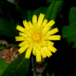 image: Image from the photoset ‘
flower (xxvii)
’.