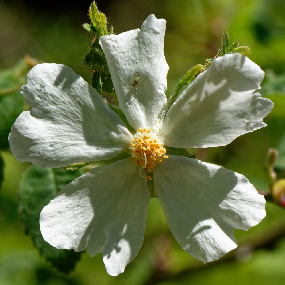 image: This is ‘
flower (xxviii) 1
’.