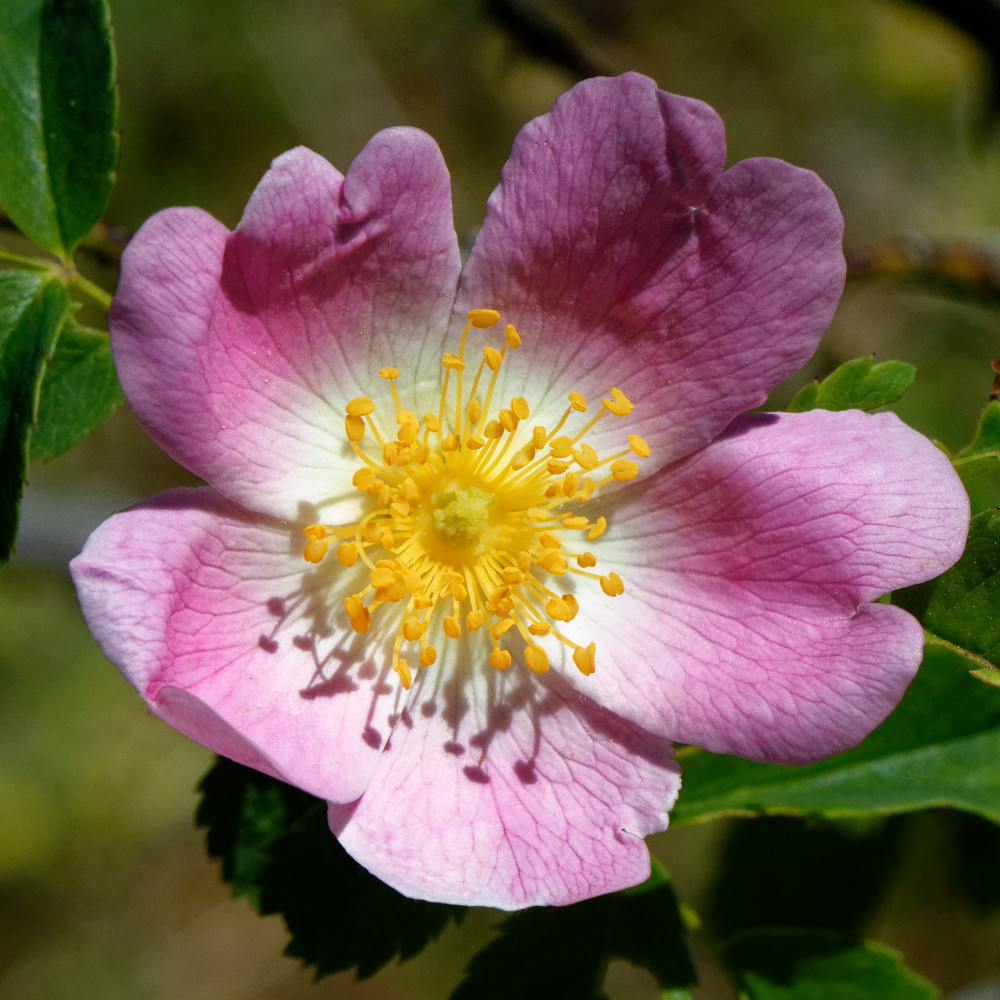 image: This is ‘
flower (xxviii) 2
’.