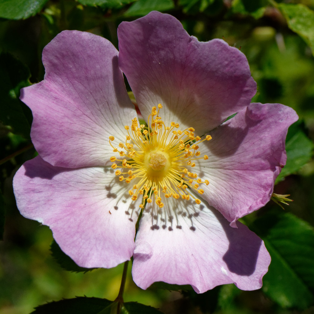 image: This is ‘
flower (xxviii) 3
’.