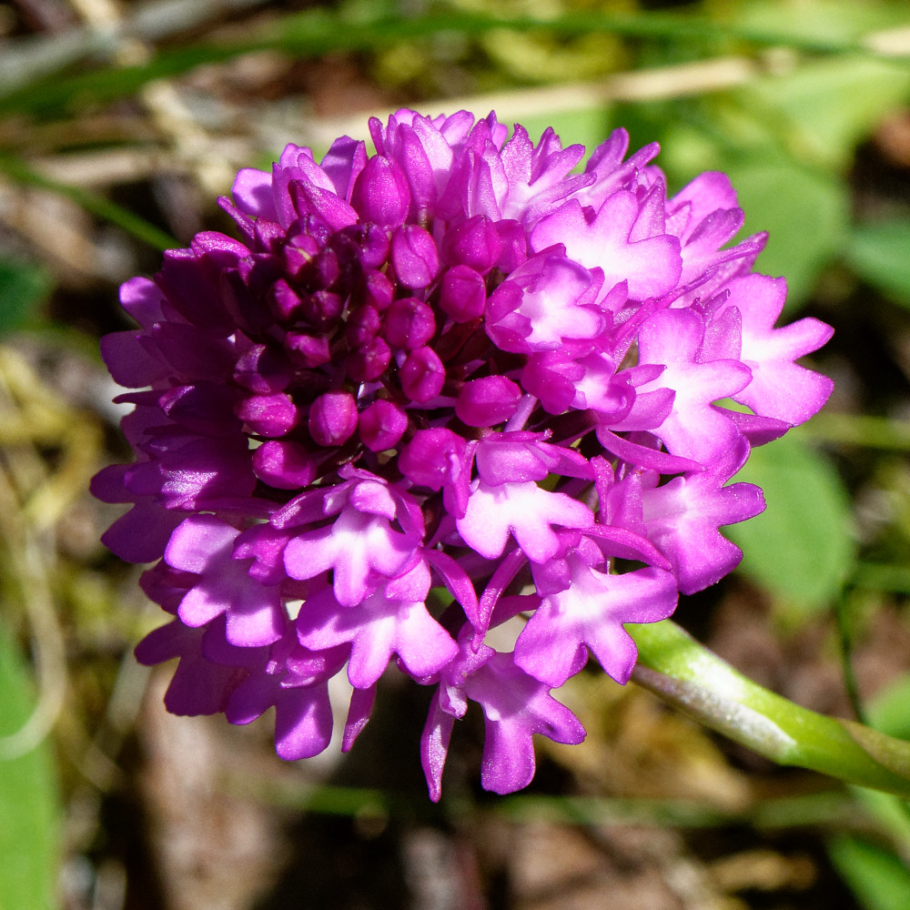 image: This is ‘
flower (xxviii) 6
’.