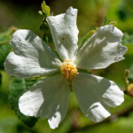 image: Image from the photoset ‘
flower (xxviii)
’.