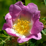 image: Image from the photoset ‘
flower (xxviii)
’.