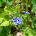 image: Image from the photoset ‘
flower (xxviii)
’.