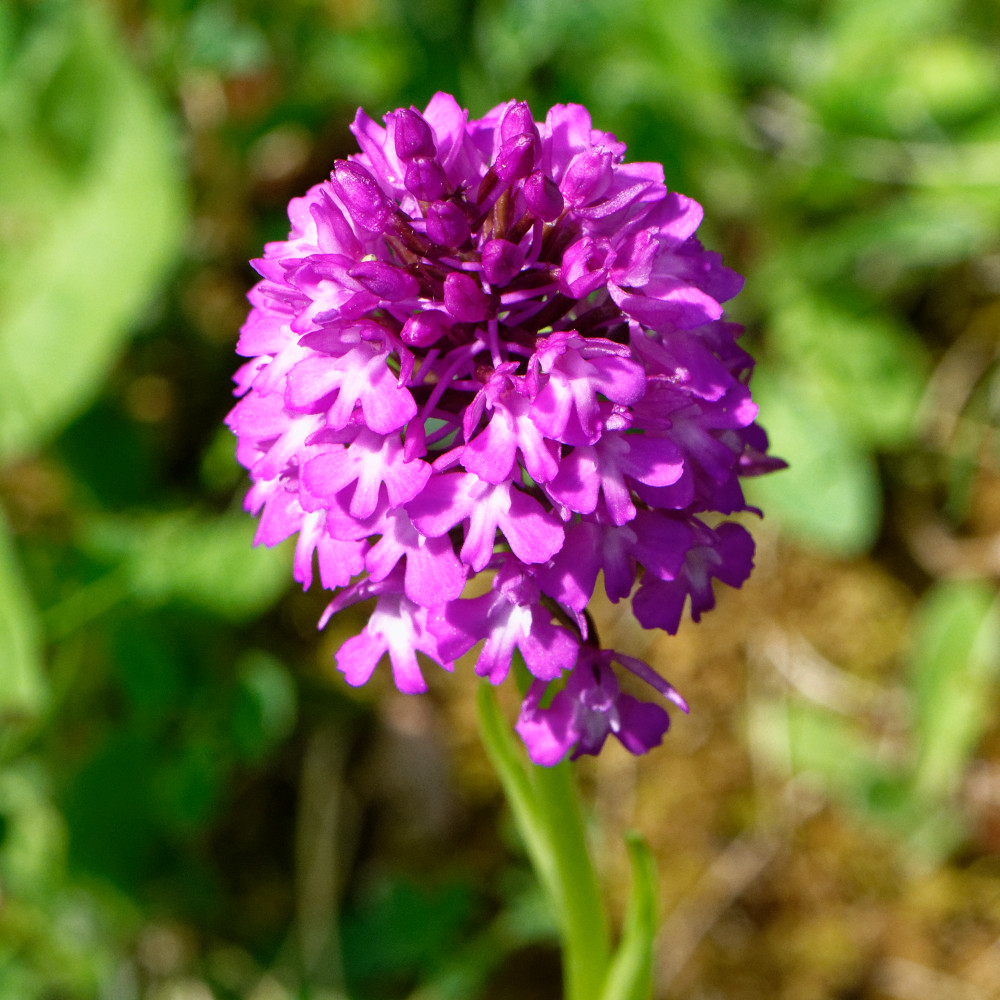 image: This is ‘
flower (xxix) 2
’.