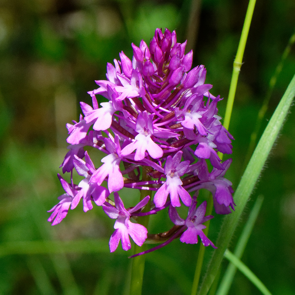 image: This is ‘
flower (xxix) 3
’.