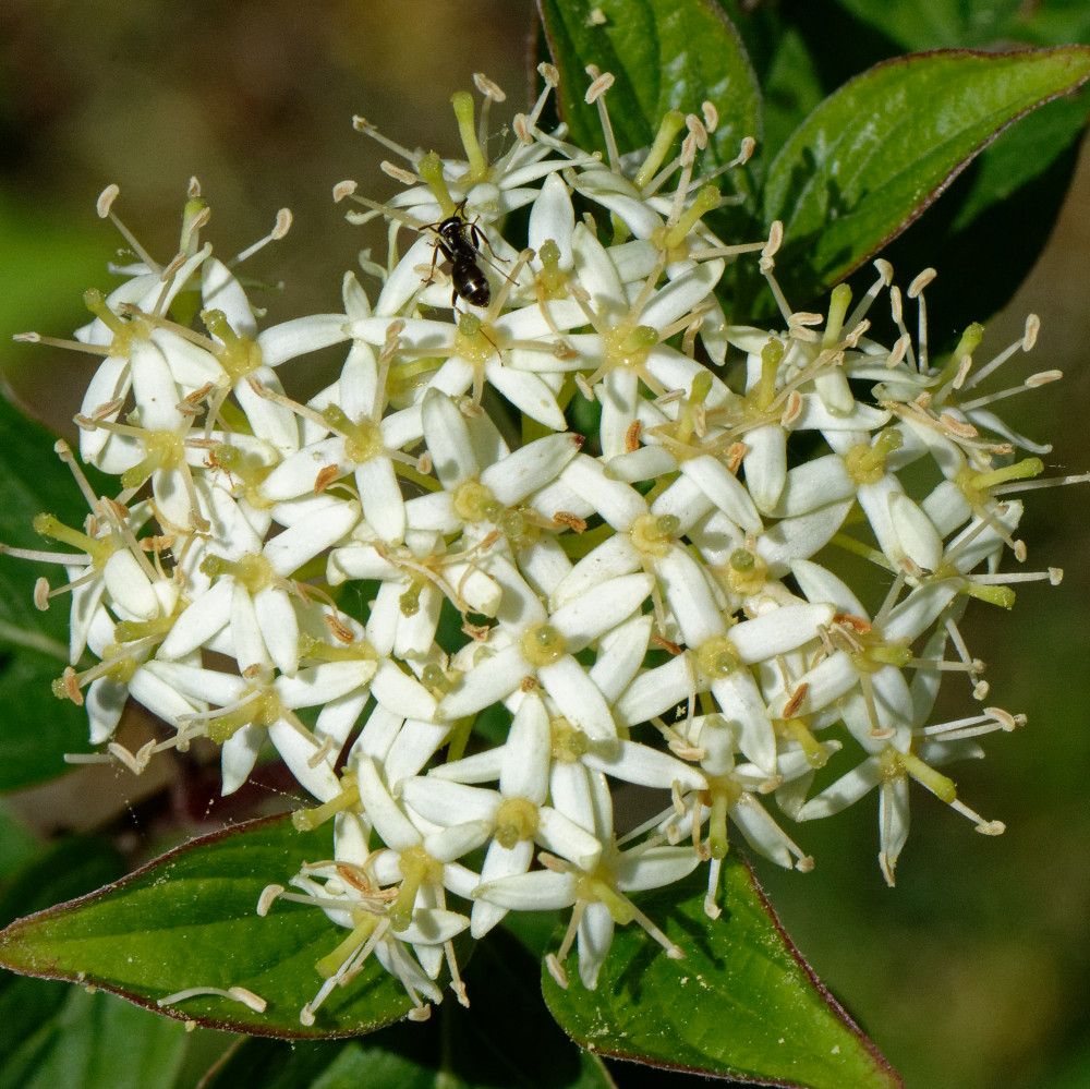 image: This is ‘
flower (xxix) 
’.