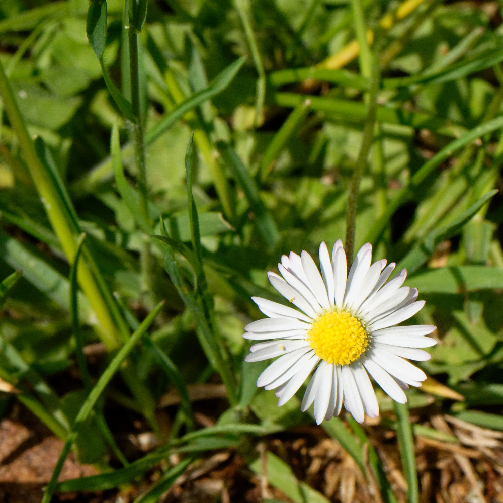 image: This is ‘
flower (xxix) 5
’.