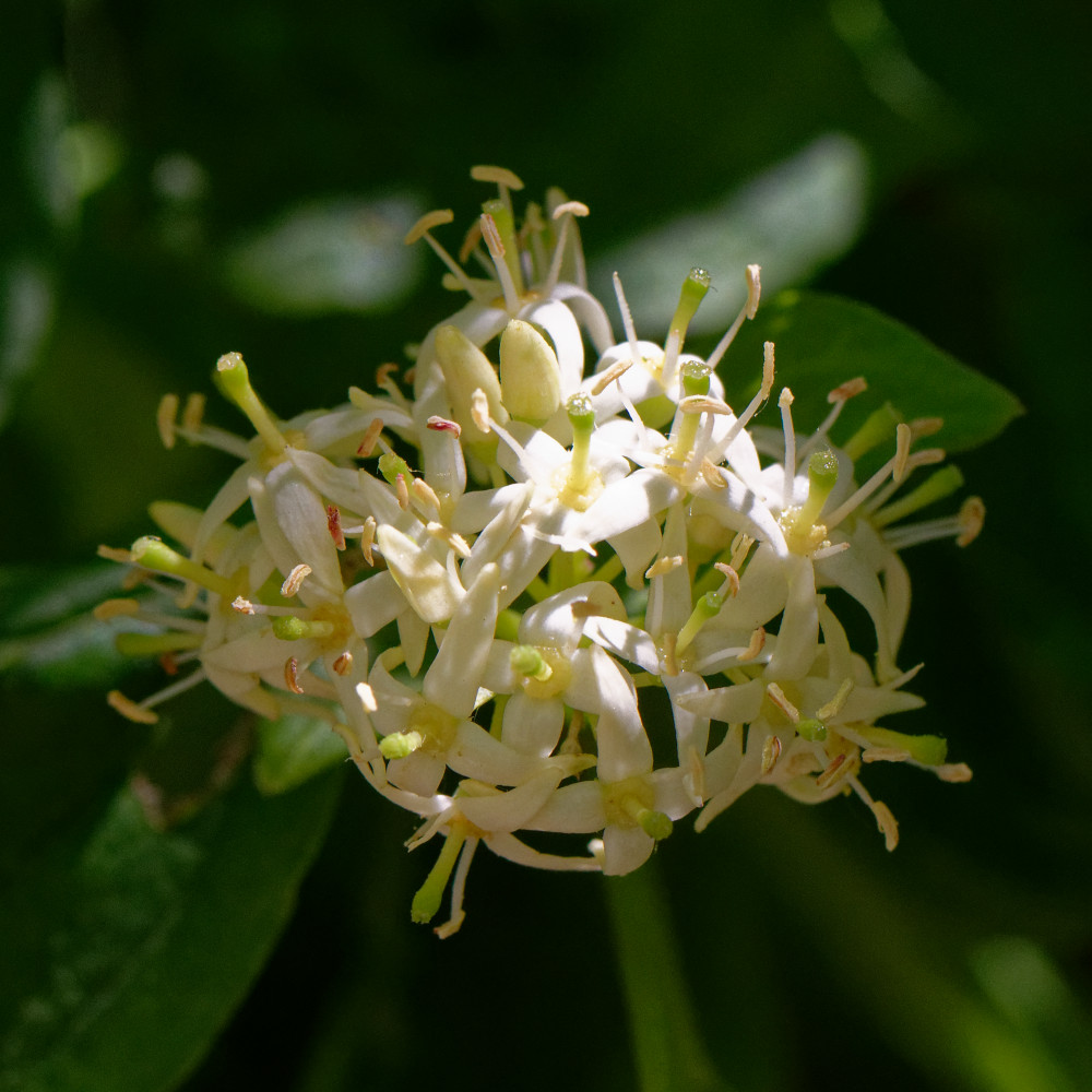 image: This is ‘
flower (xxix) 6
’.