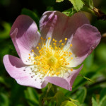 image: Image from the photoset ‘
flower (xxix)
’.