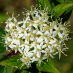 image: Image from the photoset ‘
flower (xxix)
’.