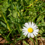 image: Image from the photoset ‘
flower (xxix)
’.